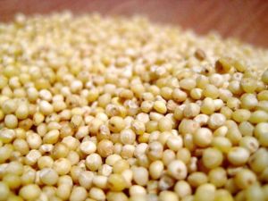 Yellow Millet