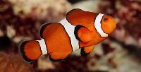 clown fish