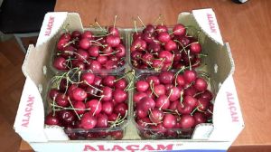 fresh fruits fresh fruits