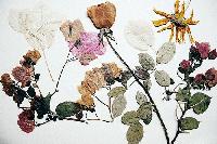 Dried Flowers