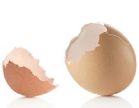 empty egg shells