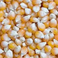 yellow maize