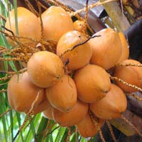 Tender Coconuts