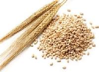 Indian Barley (rajasthan Origin)