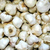 fresh garlic