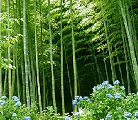 Bamboos