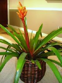 Indoor Exotic Plant