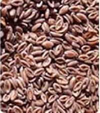 Psyllium Seed