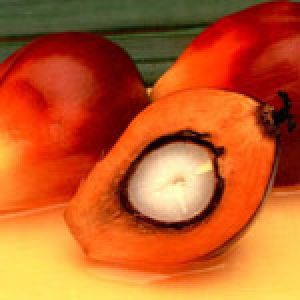 palm oil