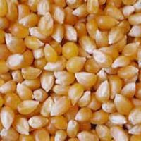 maize