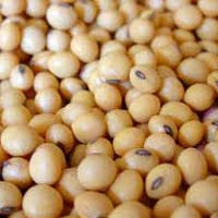 Soya Bean Seeds