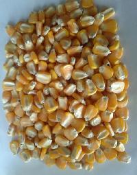 yellow maize