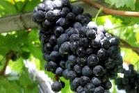 fresh black grapes