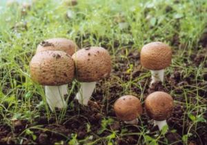 Agaricus Blazei Extract