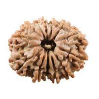 13 Mukhi Rudraksha