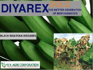 Banana Black Sigatoka Control Diyarex Gold Bio Fungicide