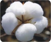 raw cotton