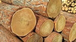 Hard Wood Logs