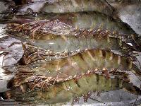 Live Seafood Vanamei Shrimp, Black Tiger Shrimps