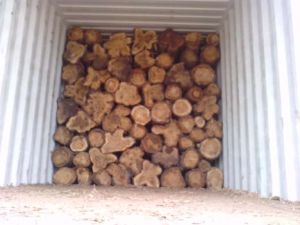 Teak Logs