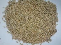 barley seeds