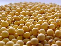 Soybean Seeds
