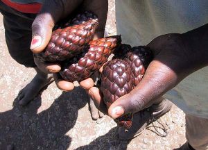 Raffia Palm Fruits