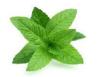 mint herb