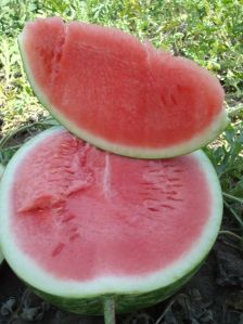 Seedless & Regular Watermelons Wholesale Ukraine