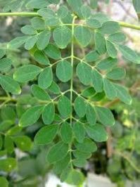 Drumstick Leaves - Manufacturers, Suppliers & Exporters in India Drumstick Leaves - Manufacturers, Suppliers & Exporters in India