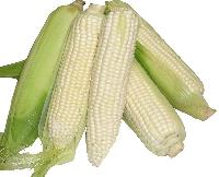 white maize