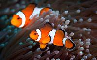 clown fish