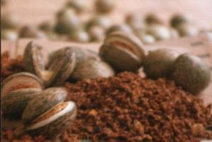 Dried Voacanga Seeds