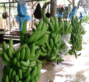 Cavendish Quality Banana