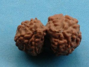 Gauri Shankar Rudraksha