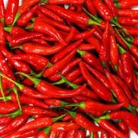 Fresh Red Chilli