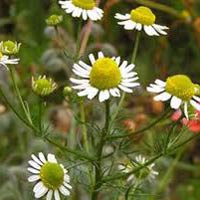 Matricaria Chamomilla