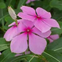 PERIWINKLE (Catharanthus roses)