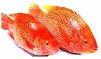 red tilapia fish