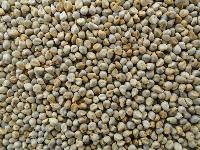 Millet Seeds