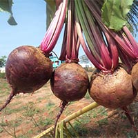 Beet Root Ruby Queen