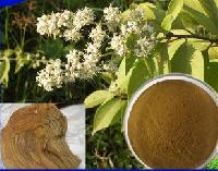 Grifola Frondosa Extract