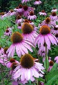 Silybum Marianum Extract