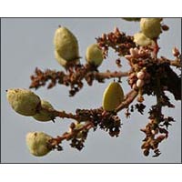 : Boswellia serrata