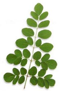 Moringa Oleifera