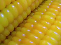 yellow corn