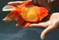 Ornamental Fish