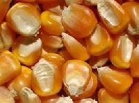 Human Feed Yellow Corn