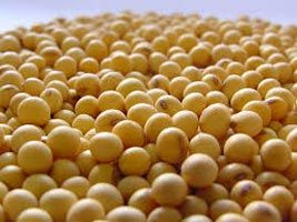 Soybean Seeds