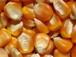 yellow corn,  Purity : 95%